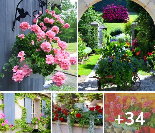 34 Beautiful Geranium Landscaping Ideas to Bring Beauty to Your Garden