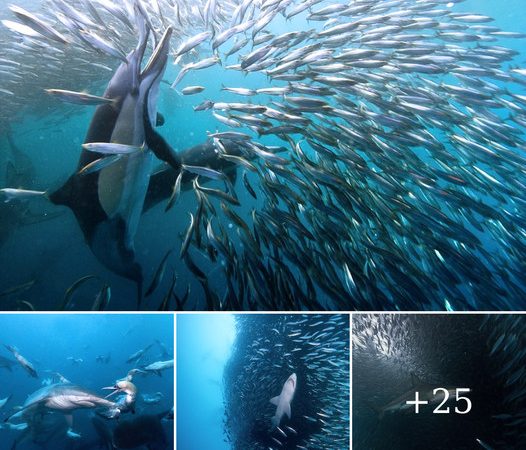 The Buffet is Open! Stunning Photos Capture Sharks, Dolphins, Birds, and a Whale Feasting on Nine Million Sardines