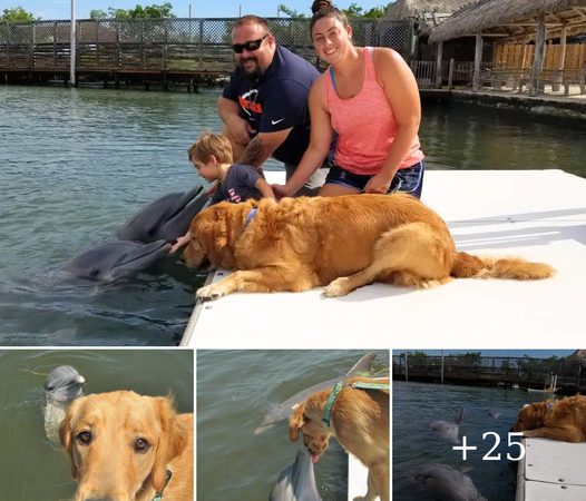 Witness the Heartwarming Bond Between a Dog and a Dolphin: A Tale of Unlikely Friendship