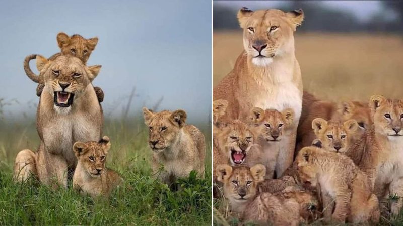 A Mother’s Love: The Heartwarming Bond Between a Female Lion and Her Cub