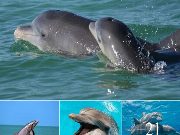 Bottlenose Dolphin Moms: Masters of Baby Talk in the Sea