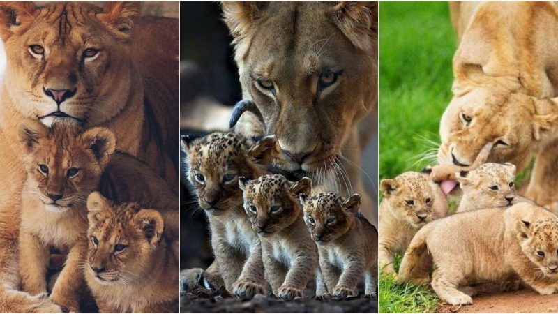 The Fascinating Bond Between Lioness and Lion Cub: A Glimpse into the World of Motherhood in the Wild