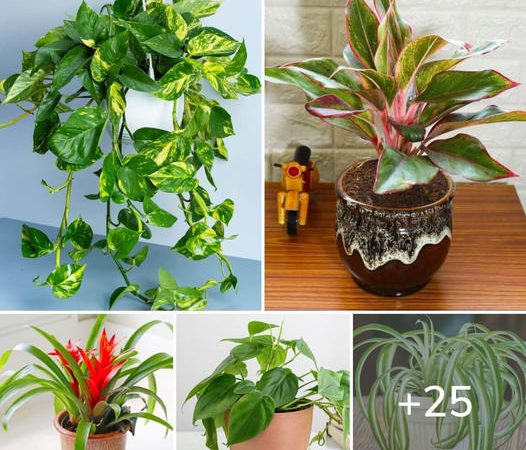 25 Houseplants That Can Grow Well Without Sunlight