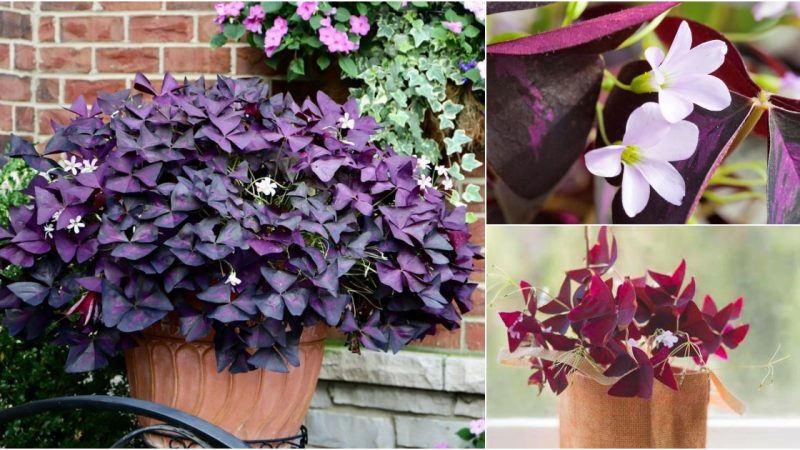 Why the Purple Shamrock is the Most Stunning Houseplant for Indoors and Outdoors: Impressive Reasons You Need One in Your Home