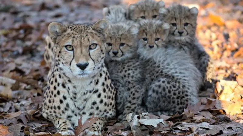 Experience the Remarkable Growth of Six Playful Cheetah Cubs: Absolutely Irresistible!