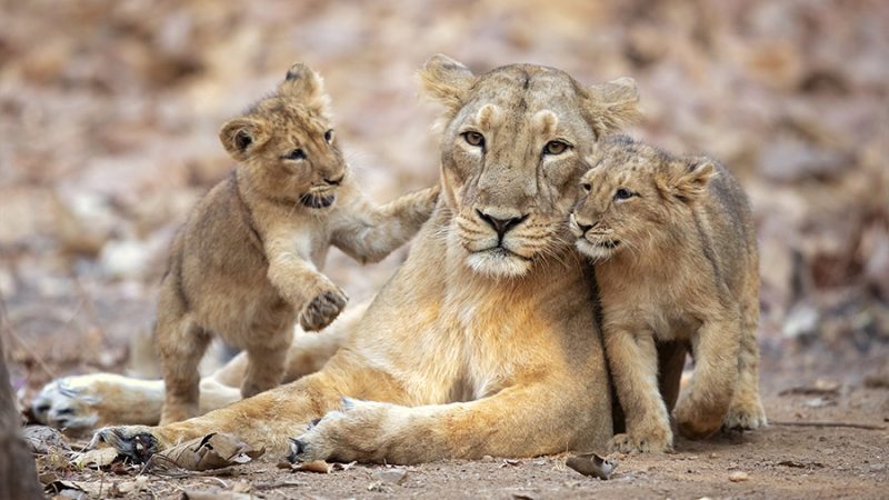 A lioness finds an unexpected joy: The hunt for her next meal